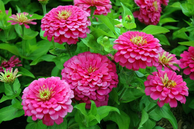 CRGO ZINNIA Seed(75 per packet)