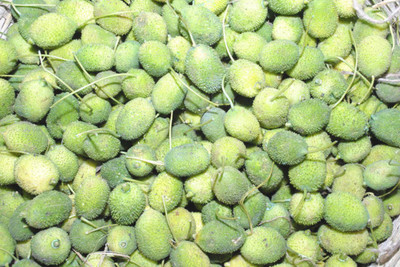 ibains Kakara seeds Seed(5 per packet)