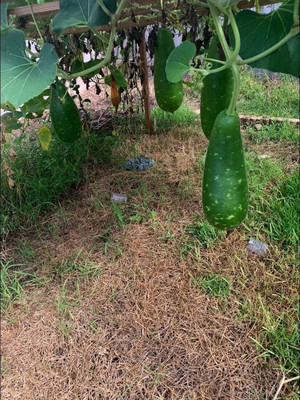 ACMS DARK GREEN WHITE SPOTTED JK-55 SUPER BOTTLE GOURD Non GMO Vegetable Seeds Seed(35 per packet)