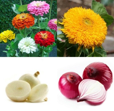 SimXotic Combo of Sunflower, Onion Red, Onion White & Zinnia Mixed (GMO-FREE) Seed(4 per packet)
