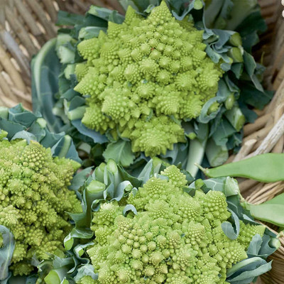 VibeX ® VXI-732 Romanesco Broccoli Seeds - Broccoflower Seed(200 per packet)