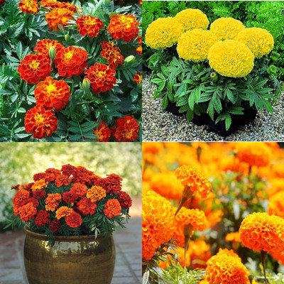 ibains Genda seeds for planting 57 Seed(57 per packet)