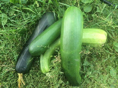 VibeX ® XXL-306 Light Green Zucchini Courgette Squash Seed(100 per packet)
