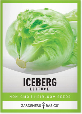 VibeX HUA-82 - Iceberg Lettuce - (1350 Seeds) Seed(1350 per packet)