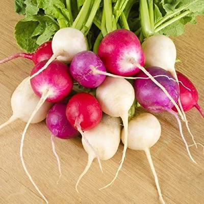 VibeX ATS-16 - Radish Rainbow Mix - (750 Seeds) Seed(750 per packet)