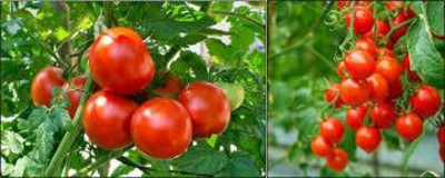 Oliver tomato seed Seed(268 per packet)