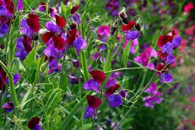 CEZIUS Home Garden Seeds Royal Family Mix Sweet Pea Seed(15 per packet)