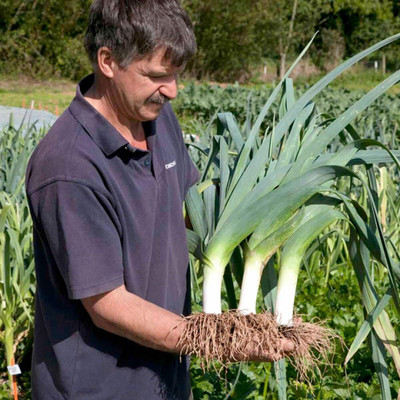 WILLVINE AMR -V Giant Leek Seeds [5g] Seed(3000 per packet)