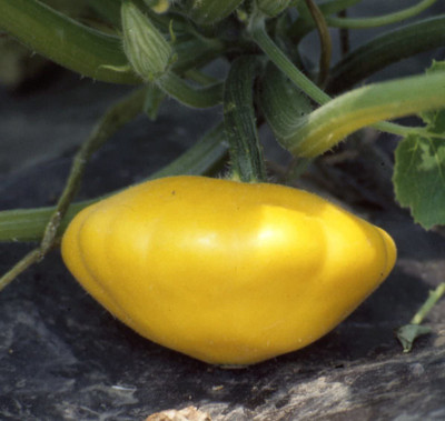 VibeX ® LXI-381 Yellow Bush Scallop Summer Squash Seed(100 per packet)