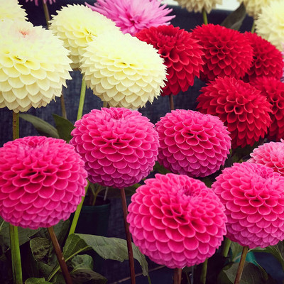 CYBEXIS VXI-2 - Dahlia Pompon Flower - (180 Seeds) Seed(180 per packet)