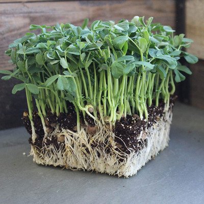 VibeX LX-30 - Speckled Pea Sprouting - (100 Seeds) Seed(100 per packet)