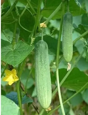 Ankur Farm Desi Kheera, Sasha Beej, Cucumber Seed(21 per packet)