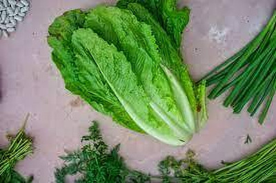 Seedsqlty lettuce leaves seeds Seed(28 per packet)