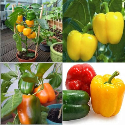 ibains Capsicum mixed seeds combo shimla mirchi pack of 70 Seed(70 per packet)