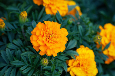 Hybrid mango seeds marigold/gende ka phool flower seeds Seed(75 per packet)