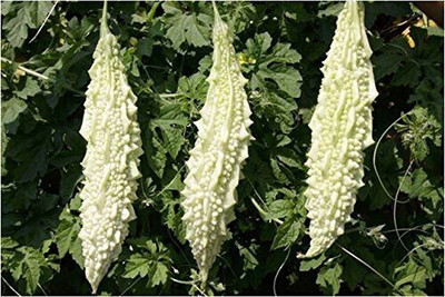 seedbasket Bitter Gourd Seeds Seed(30 per packet)