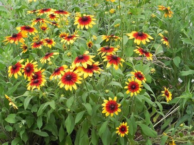 VibeX XLR-91 - Gloriosa Daisy Flowers - (60 Seeds) Seed(60 per packet)