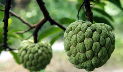 XOLDA Custard apple fruit (setaphal) Seed(22 per packet)