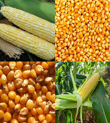 ibains Corn seeds for gardening beez 78 Seed(78 per packet)