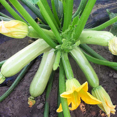 CYBEXIS GBPUT-10 - Zucchini Bush Type White - (675 Seeds) Seed(675 per packet)