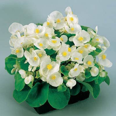 CYBEXIS XL-46 - Begonia - Super Olympia White - (270 Seeds) Seed(270 per packet)