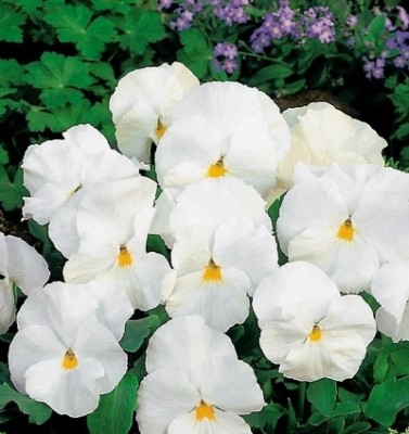 OGIVA Pansy White Seed(500 per packet)