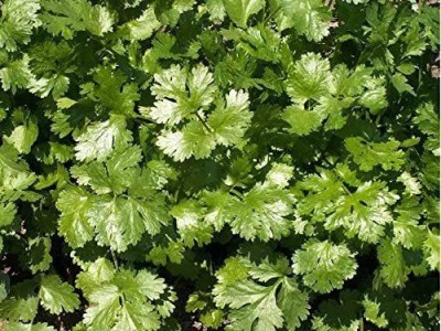 CYBEXIS TLX-24 - Cilantro Culinary Herb - (2250 Seeds) Seed(2250 per packet)