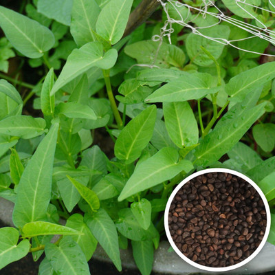 Seedsilk Water Spinach Seeds - Kolmi Shag Hybrid Seed(100 per packet)
