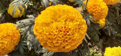 DIVINE marigold/gende ka phool flower seeds Seed(50 per packet)