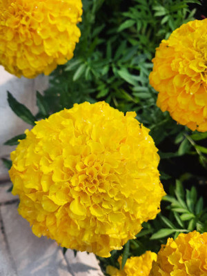 arasutraders marigold/gende ka phool flower seeds Seed(75 per packet)