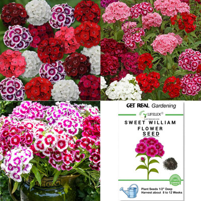 LIFELEX Sweet William Flower Seed(15 per packet)