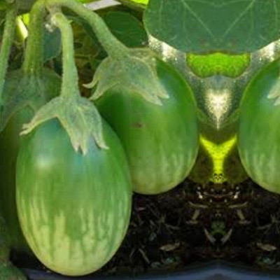 Khushi Prova big brinjal seeds Seed(134 per packet)