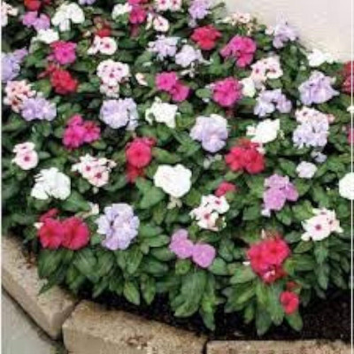 ibains Vinca mix seeds Seed(53 per packet)