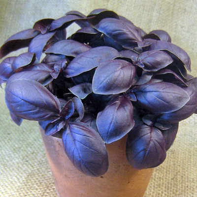 Qualtivate XLL-17 Amethyst Purple Basil Seed(1000 per packet)