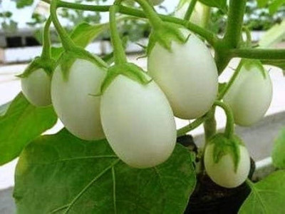 LPR BRINJAL SEEDS Seed(20 per packet)