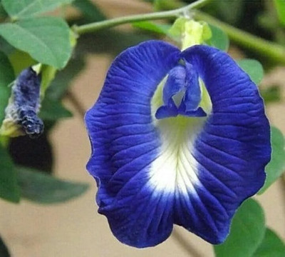 DECORPLIX Aprajita flower seed Seed(60 per packet)
