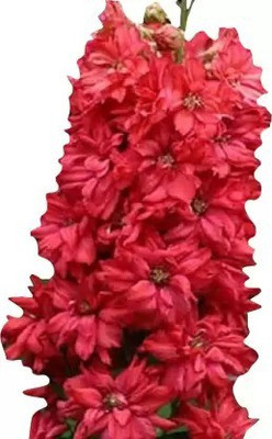 Aro Delphinium Seed(31 per packet)