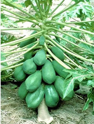 Pbevergreen papaya seeds for planting Seed(100 per packet)