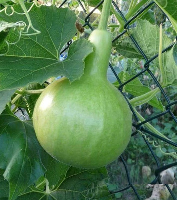 UGRA Gol Ghiya Bottle Gourd Seeds Seed(30 per packet)
