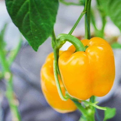 TRICONE Hybrid Yellow Lumos Capsicum Plant Seeds Outdoor Gardening 150 Seeds Q35 Seed(150 per packet)