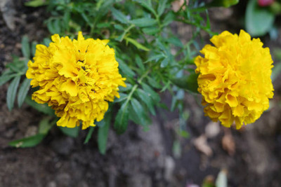 NATURE FARM marigold/gende ka phool flower seeds Seed(75 per packet)