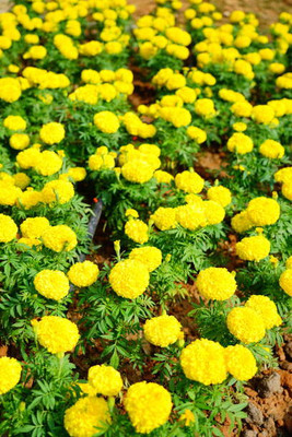 UGRA marigold/gende ka phool flower seeds Seed(75 per packet)