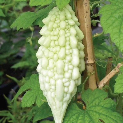 Qualtivate PUA5-A WHITE BITTER GOURD SEEDS Seed(50 per packet)