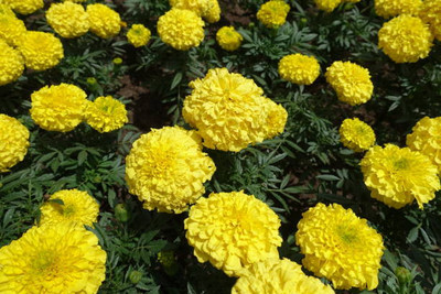 Sona mushroom farm marigold,gende ka phool seeds Seed(22 per packet)