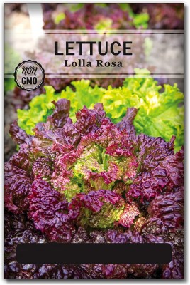 Biosnyg QAN-44 Lolla Rosa Lettuce Seed-[800 Seeds] Seed(800 per packet)