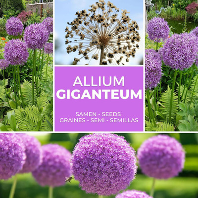 Biosnyg Hybrid Giant Onion Mix Flower Vegetable Seeds For Gardening-(500 Seeds) Seed(500 per packet)