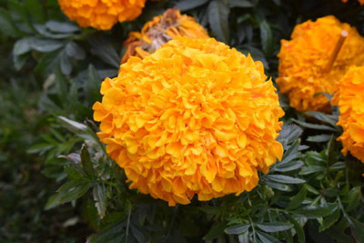 Kesariwala marigold,gende ka phool seeds Seed(20 per packet)