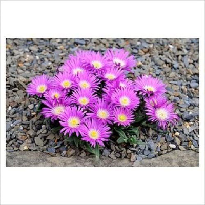 CYBEXIS MOUNTAIN ICE PLANT Magenta Fuchsia Delosperma Cooperi Flower Seeds Seed(50 per packet)