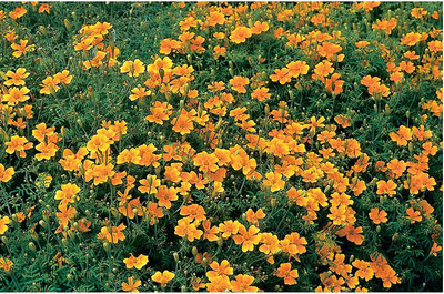 VibeX LXI-5 - Marigold Tangerine Gem (Orange) - (250 Seeds) Seed(250 per packet)