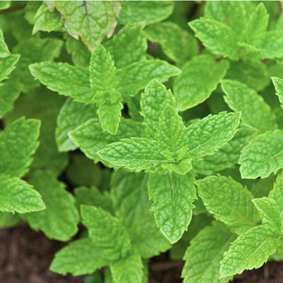 Qualtivate DXL-2AT Spearmint (Mentha spicata) Seed(200 per packet)
